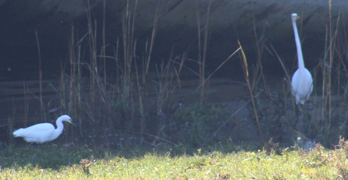 Snowy Egret - ML646646104