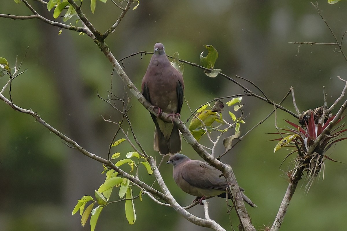 Pale-vented Pigeon - ML646646105
