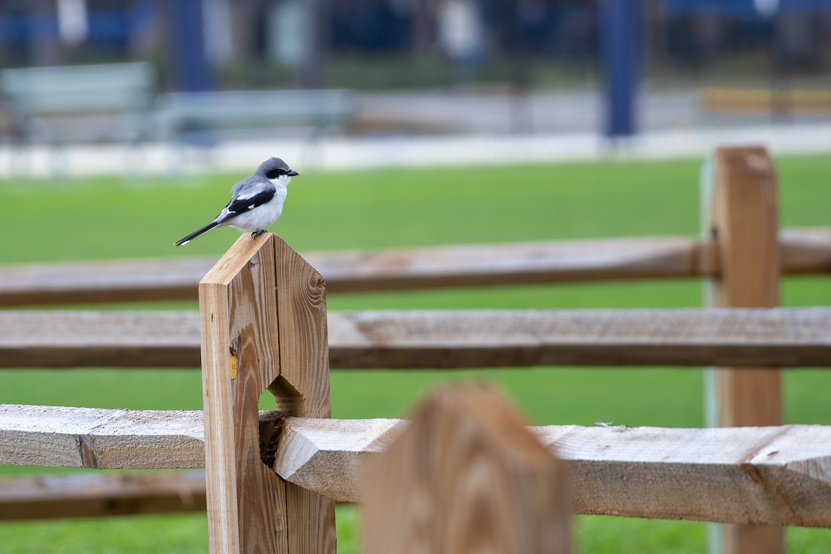 Pie-grièche migratrice - ML646646106