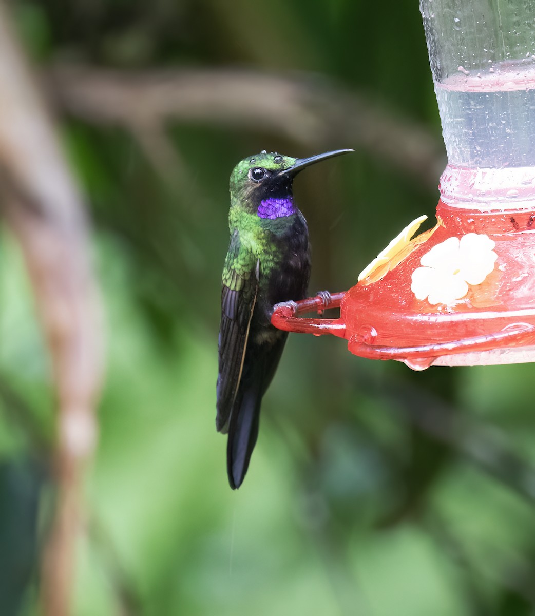 Black-throated Brilliant - ML646646108