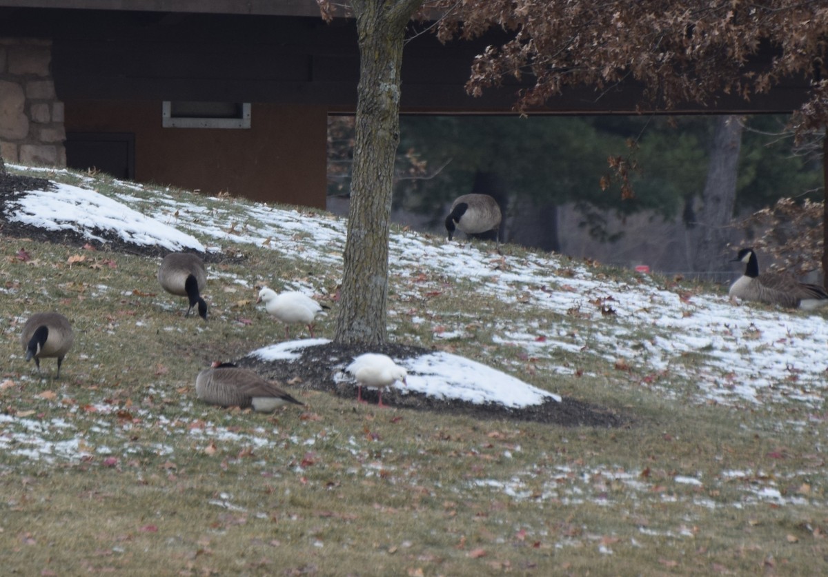 Ross's Goose - ML646646109