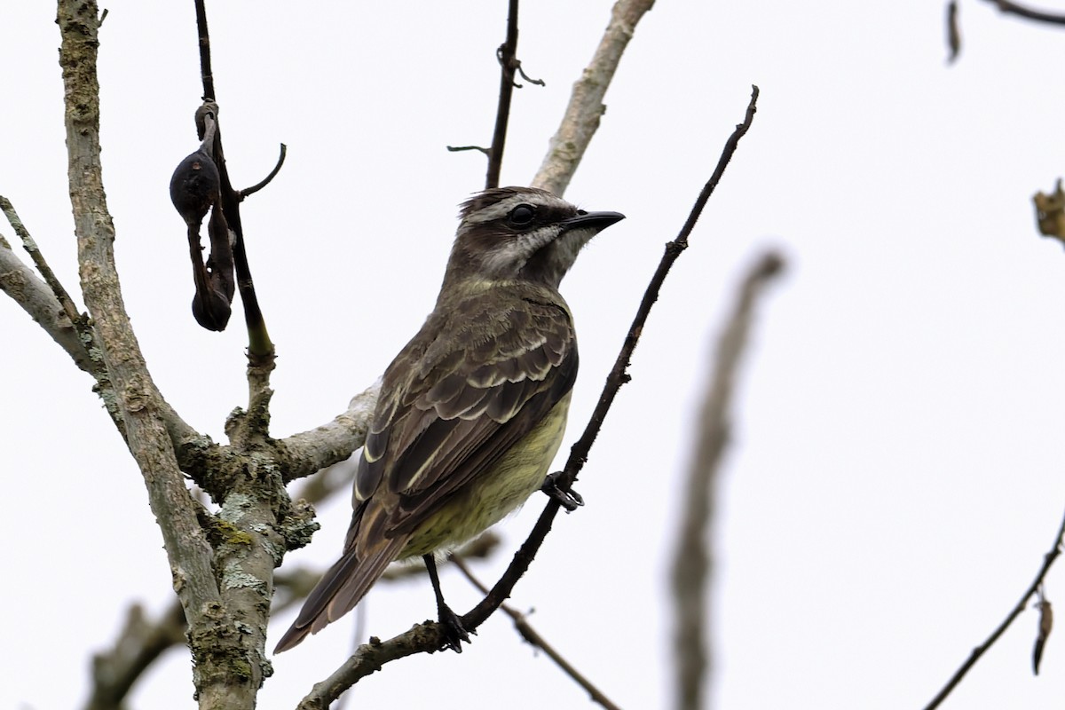 Piratic Flycatcher - ML646646110