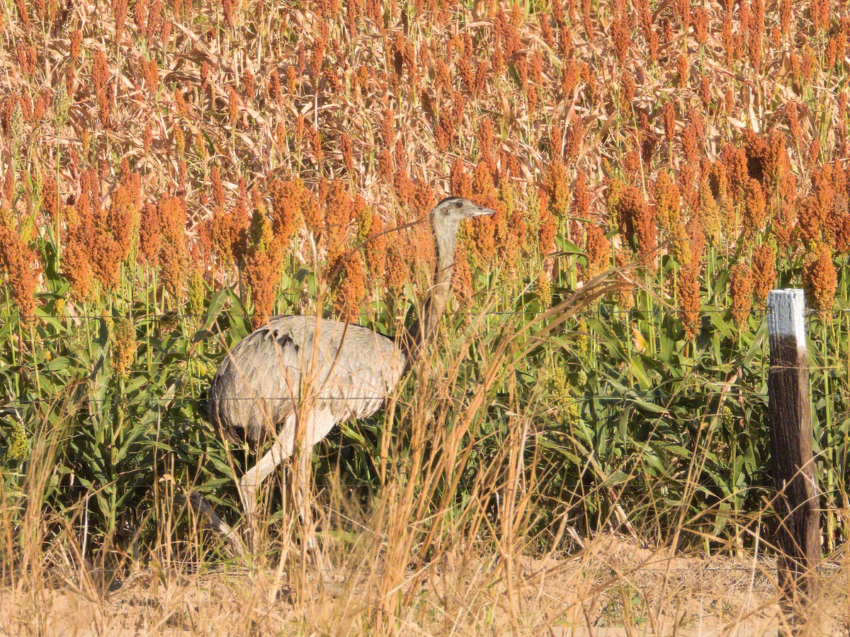 Greater Rhea - ML646646114
