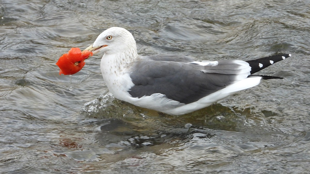 小黑背鷗 - ML646646115