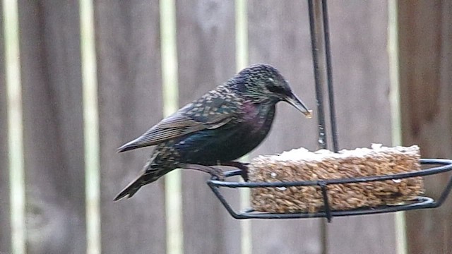 Arabazozo pikarta - ML646646129