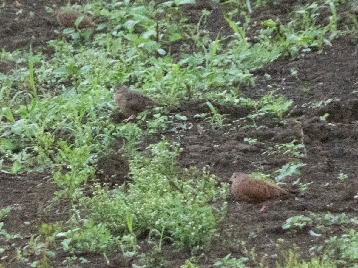Plain-breasted Ground Dove - ML646646130