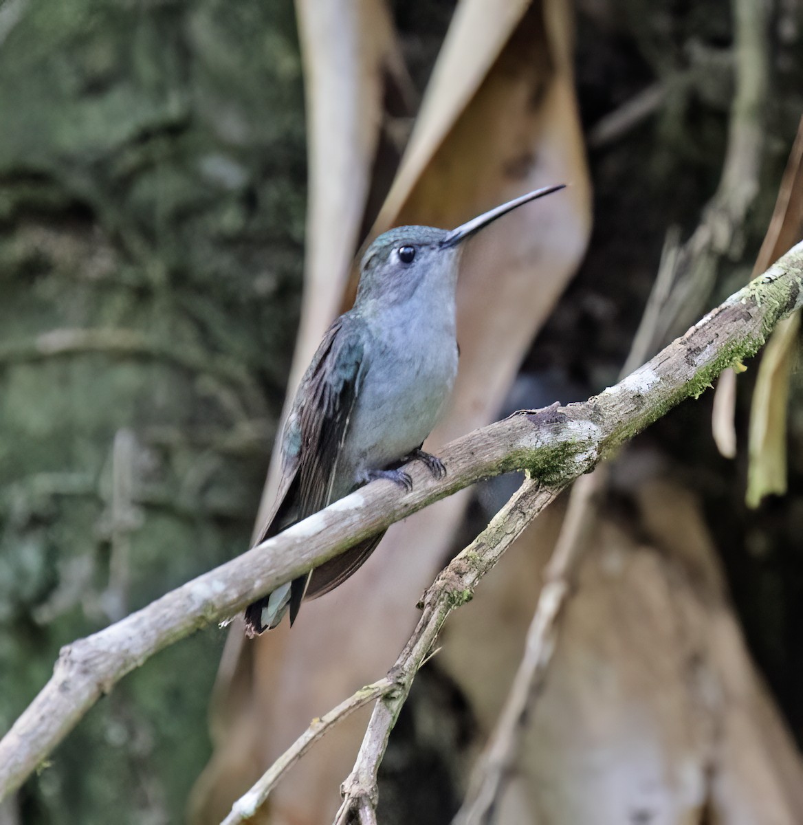 Gray-breasted Sabrewing - ML646646131