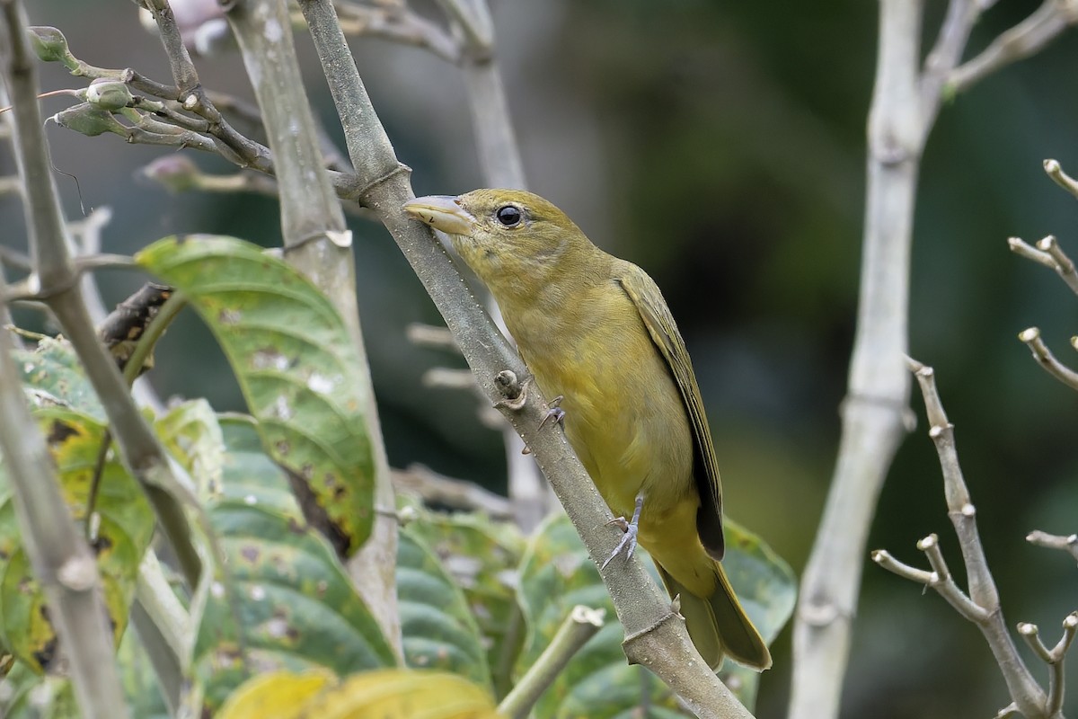 Summer Tanager - ML646646132