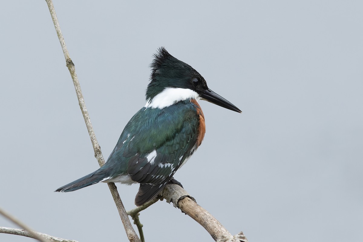 Green Kingfisher - ML646646133