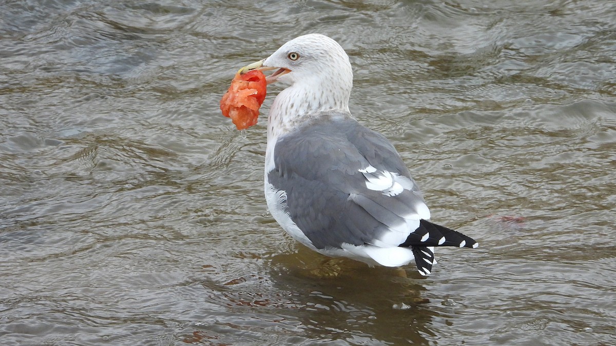 小黑背鷗 - ML646646135