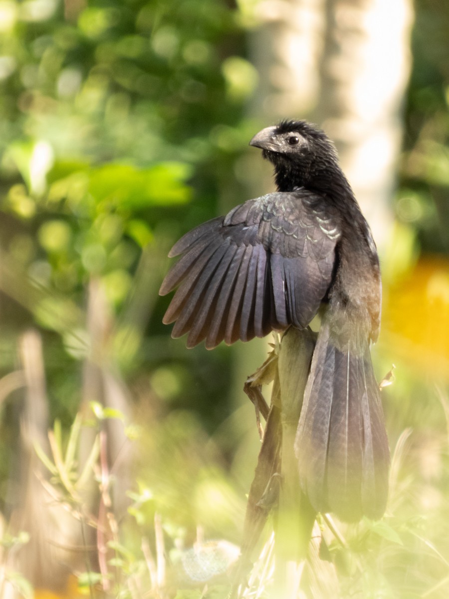 Groove-billed Ani - ML646646136