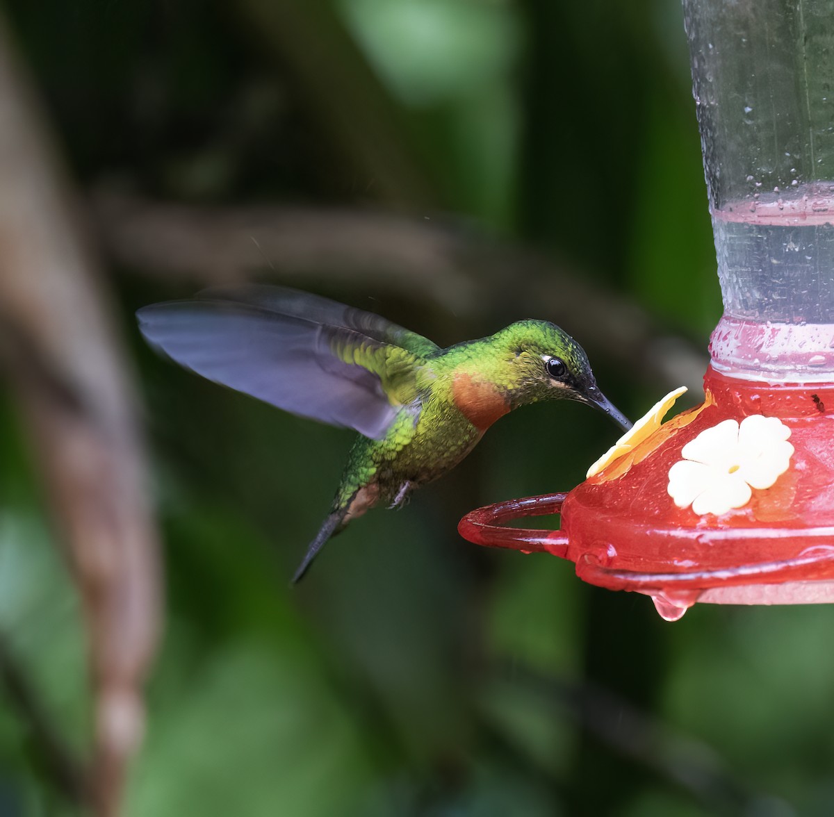 Gould's Jewelfront - ML646646148