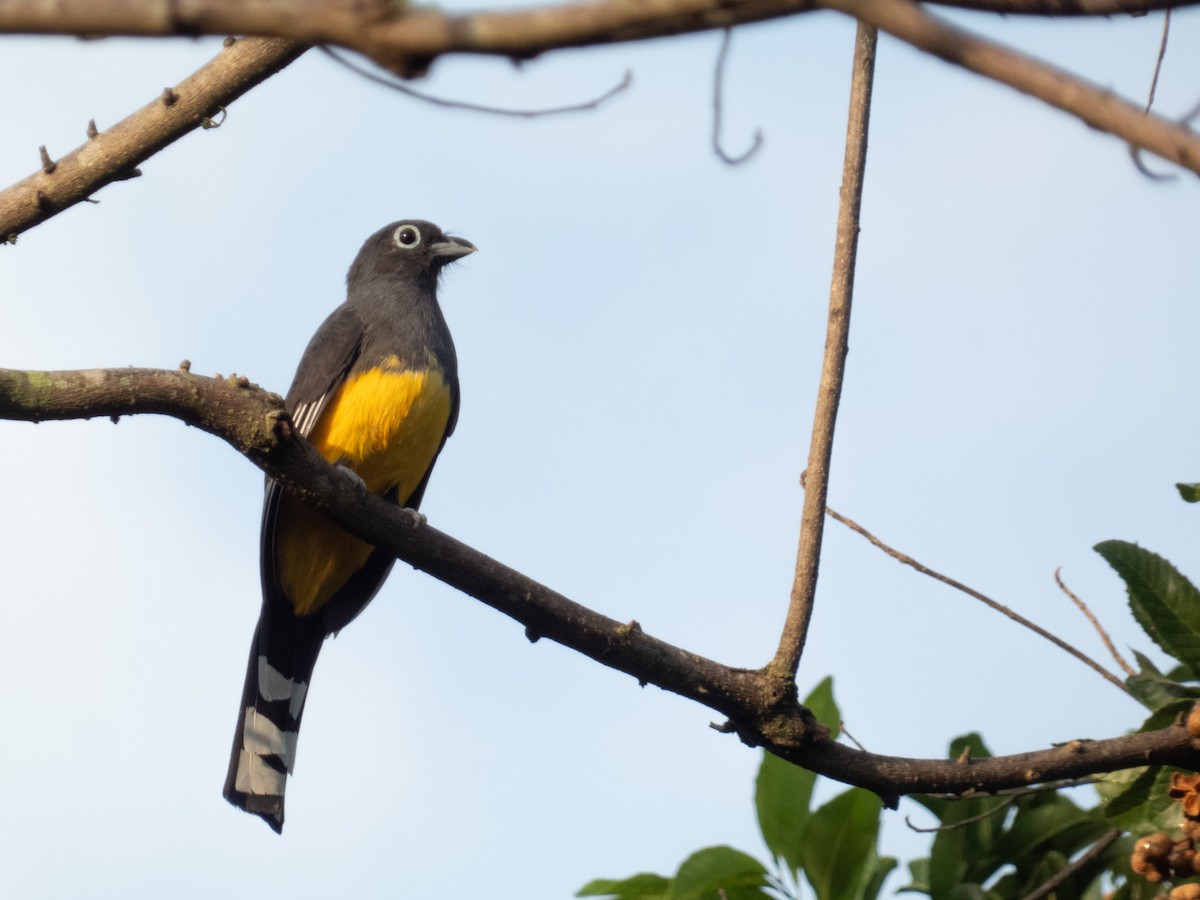 Black-headed Trogon - ML646646149