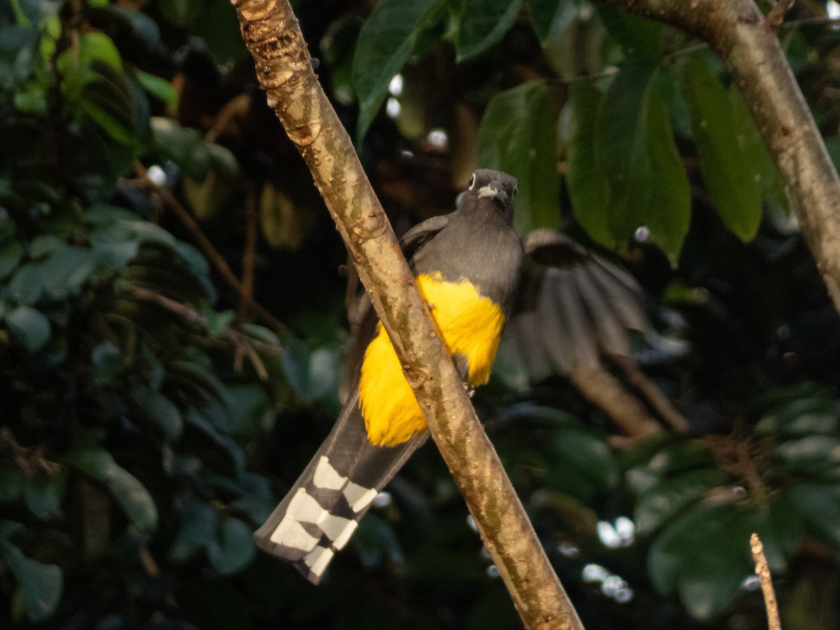 Black-headed Trogon - ML646646150