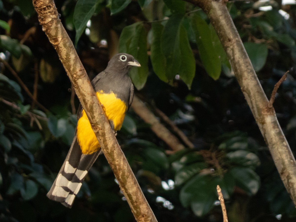 Black-headed Trogon - ML646646151