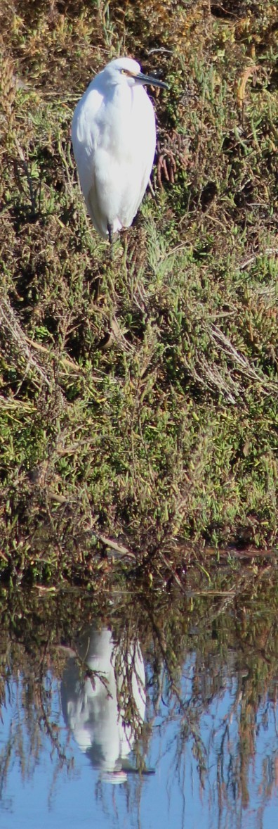 Snowy Egret - ML646646152