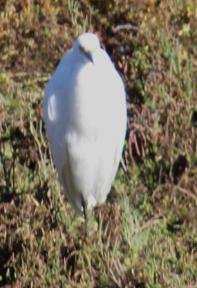 Snowy Egret - ML646646153