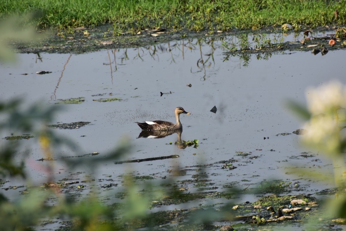 Canard à bec tacheté - ML646646157