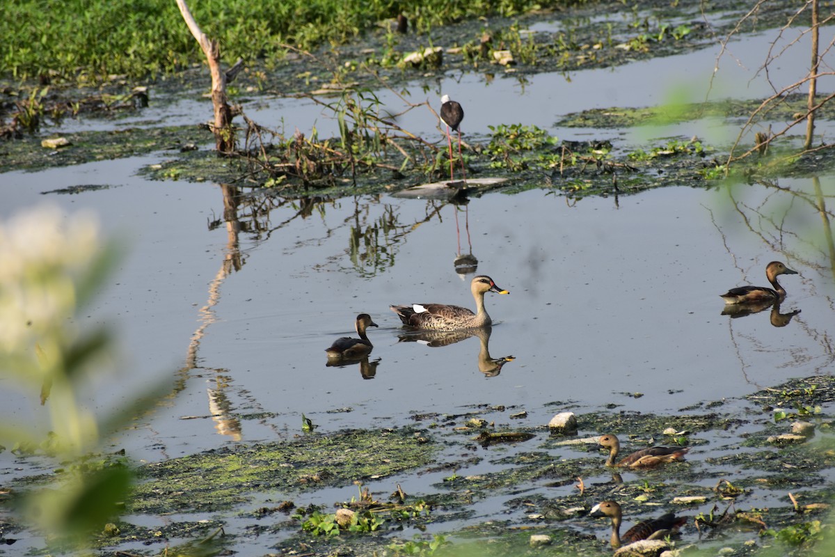Canard à bec tacheté - ML646646159