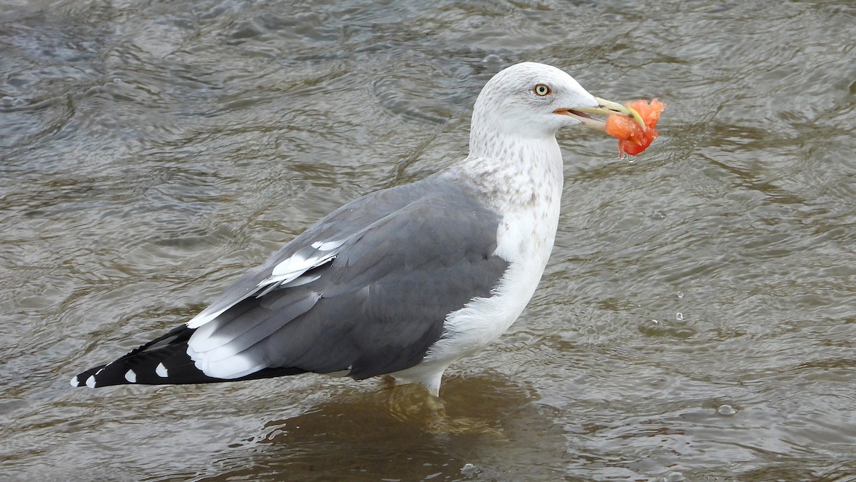 小黑背鷗 - ML646646162