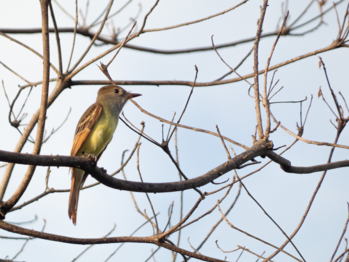 Great Crested Flycatcher - ML646646165