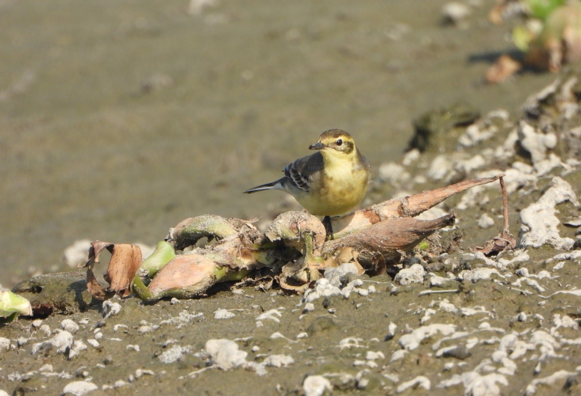 Lavandera Cetrina - ML646646166