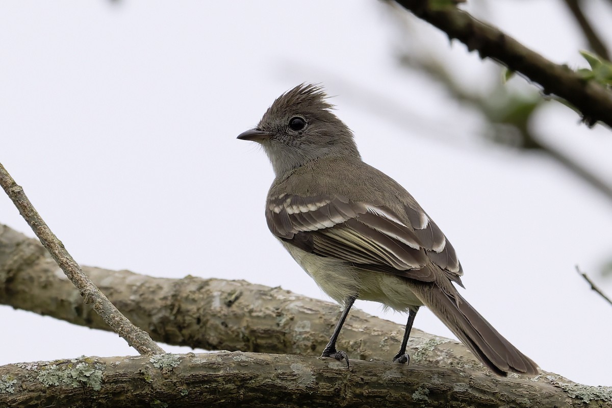 Yellow-bellied Elaenia - ML646646167