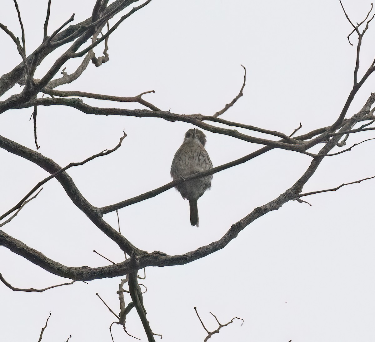Western Striolated-Puffbird - ML646646168
