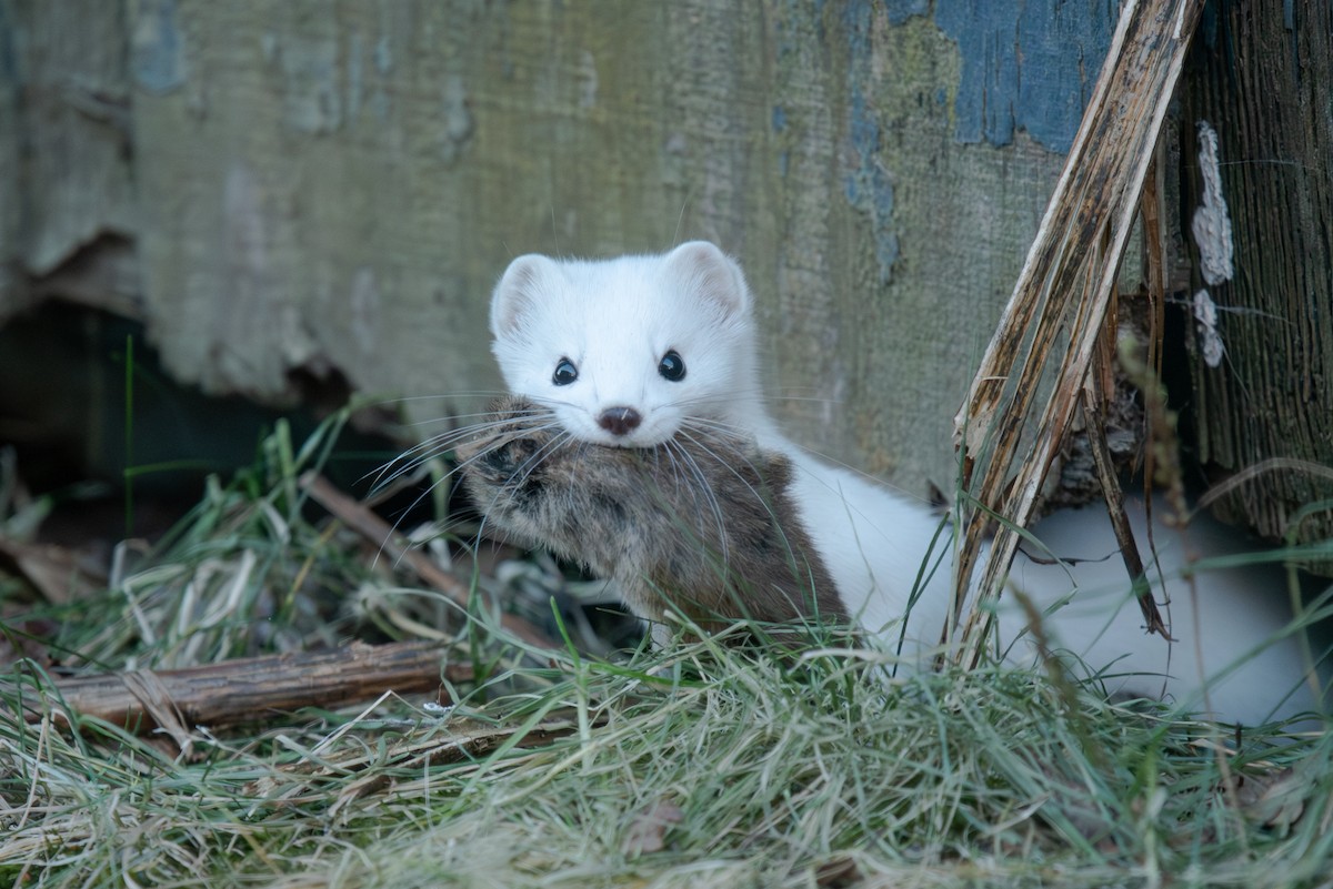 Mammals - ML646646169