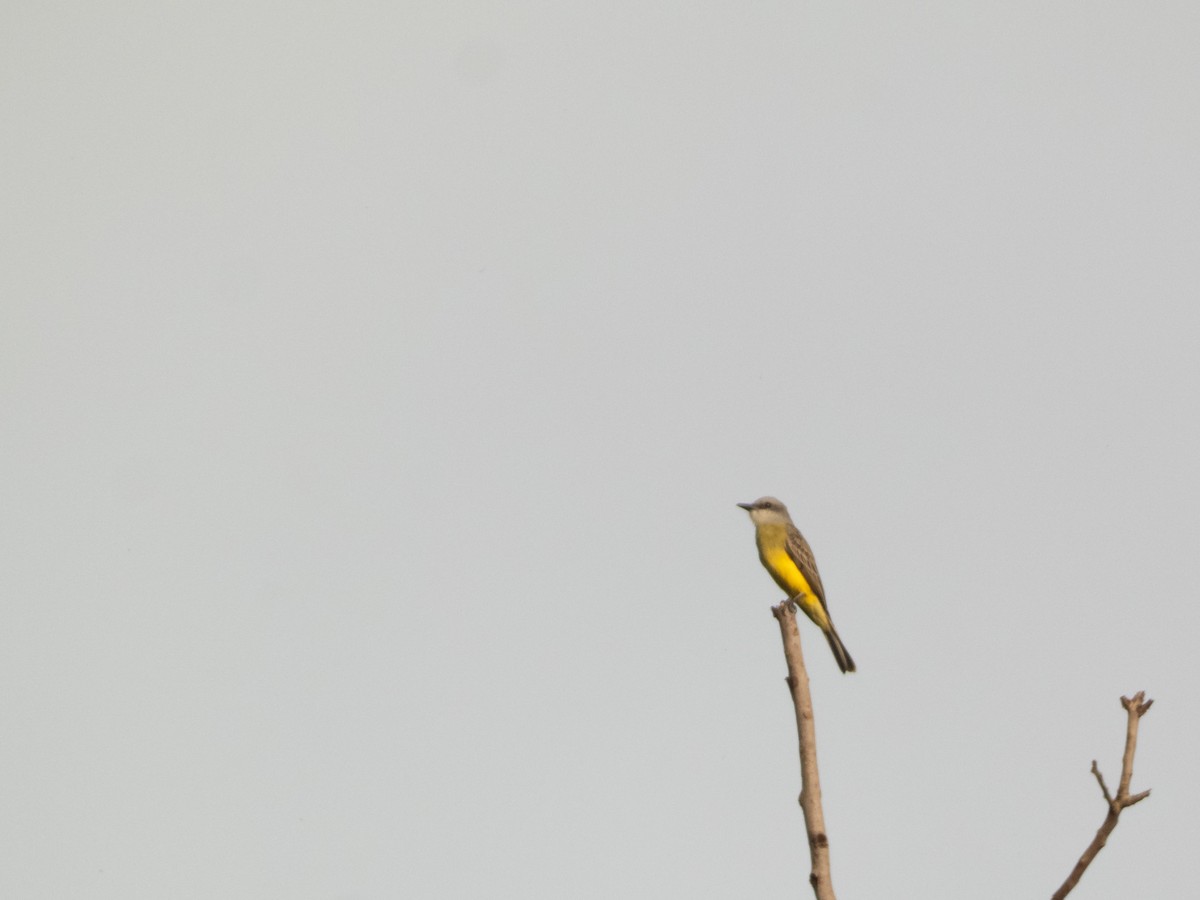 Tropical Kingbird - ML646646170