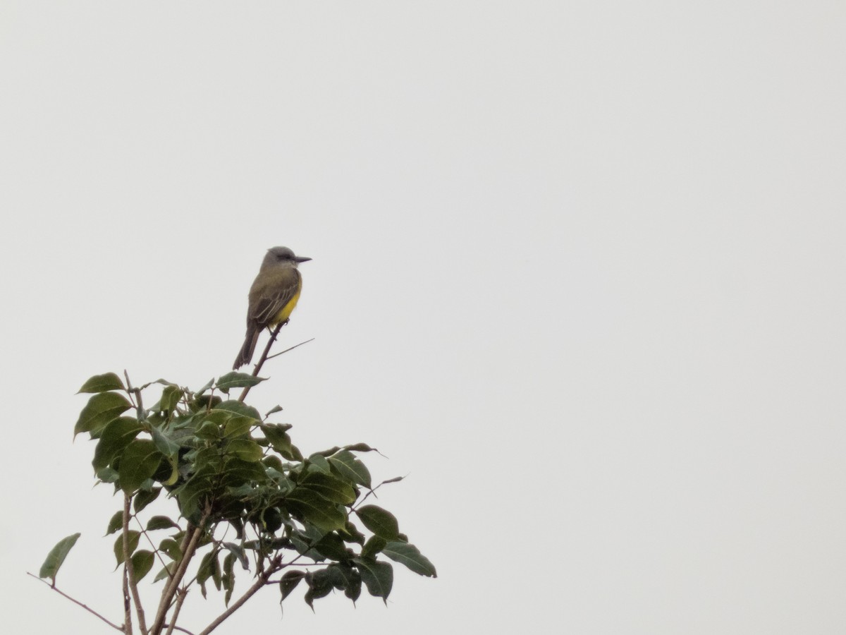 Tropical Kingbird - ML646646171