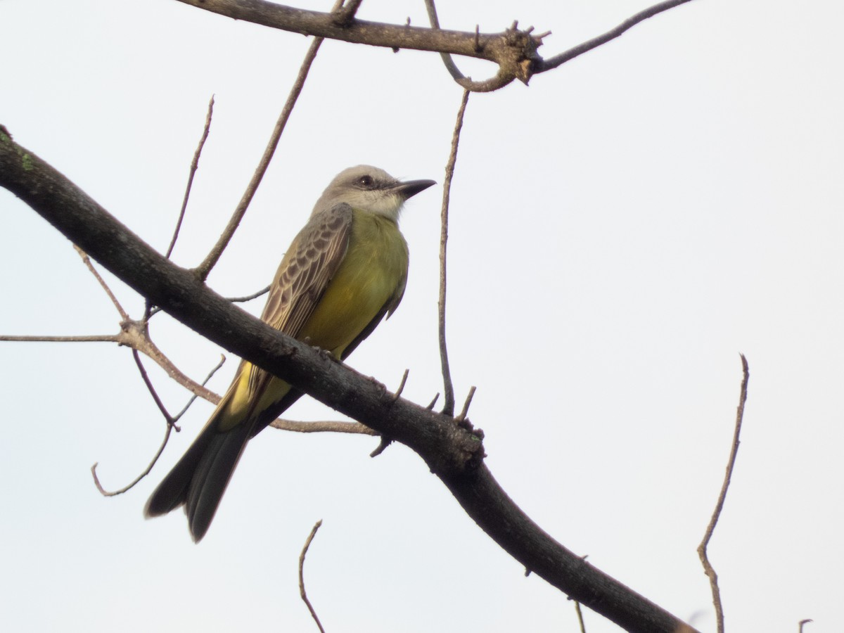Tropical Kingbird - ML646646172