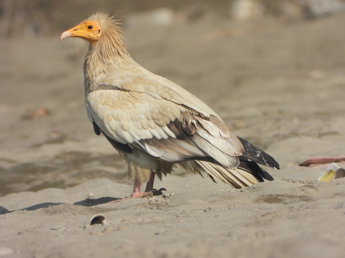 Alimoche Común - ML646646173