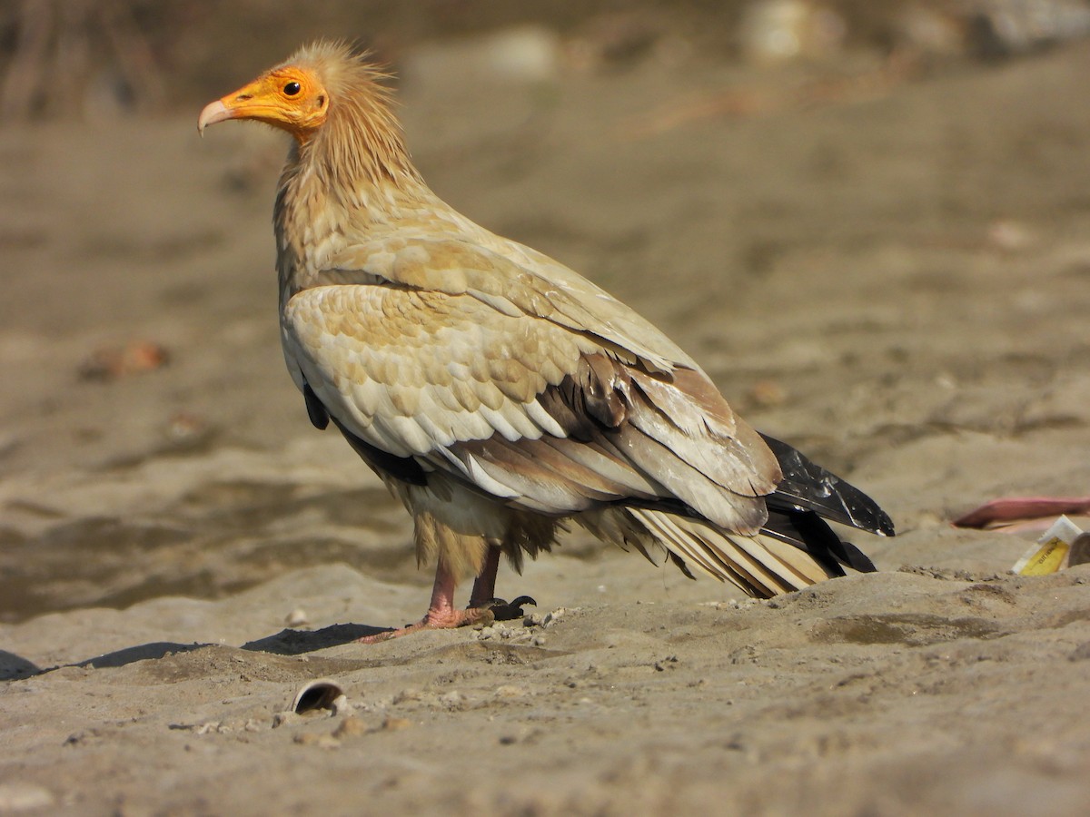 Alimoche Común - ML646646174