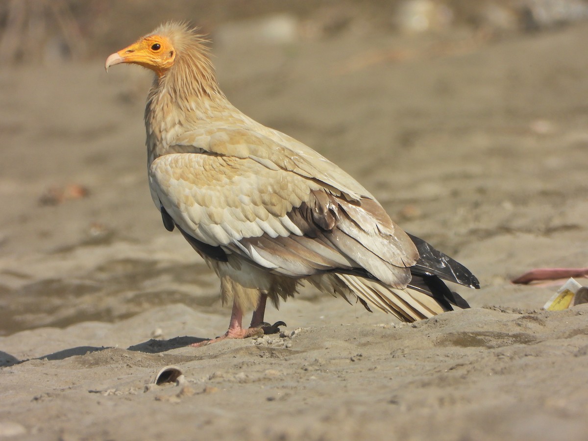 Alimoche Común - ML646646175