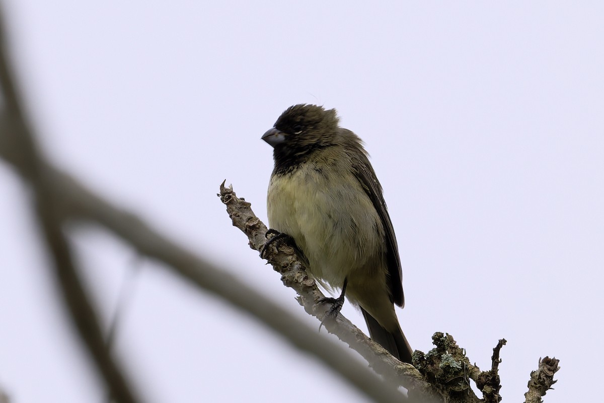 Yellow-bellied Seedeater - ML646646180