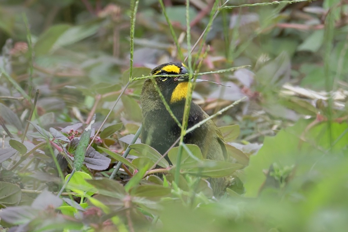 Yellow-faced Grassquit - ML646646188