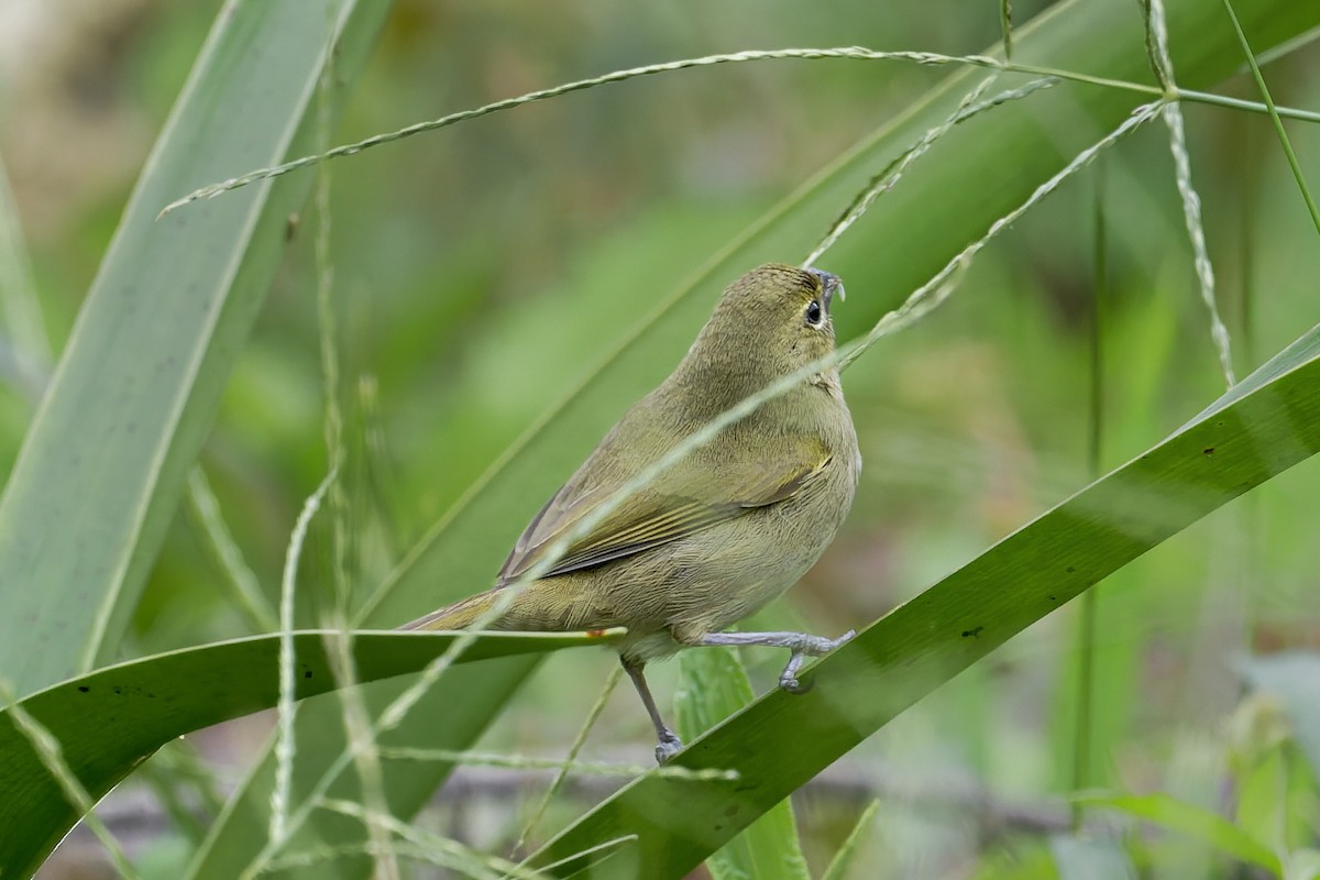 Yellow-faced Grassquit - ML646646189