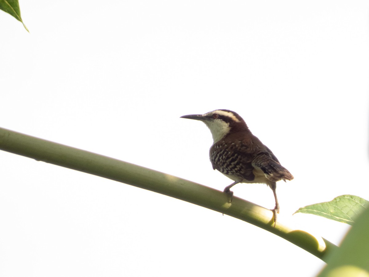 Rufous-backed Wren - ML646646190