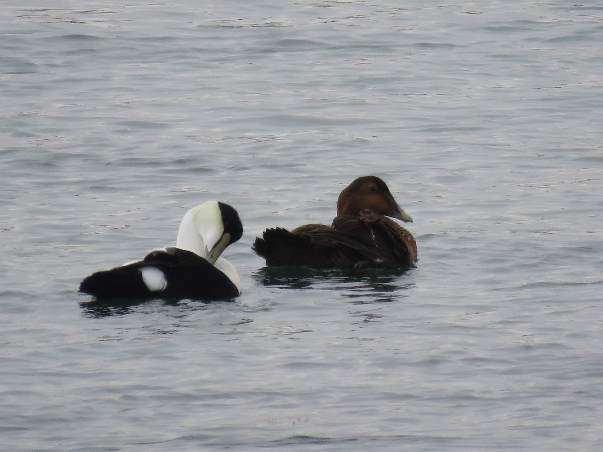 Edredone - ML646646192