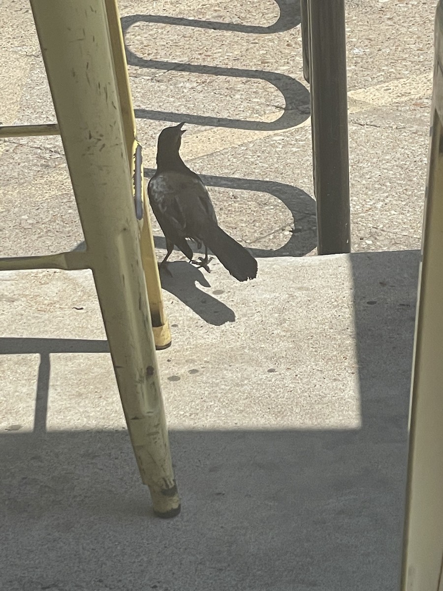 Großschwanzgrackel - ML646646196