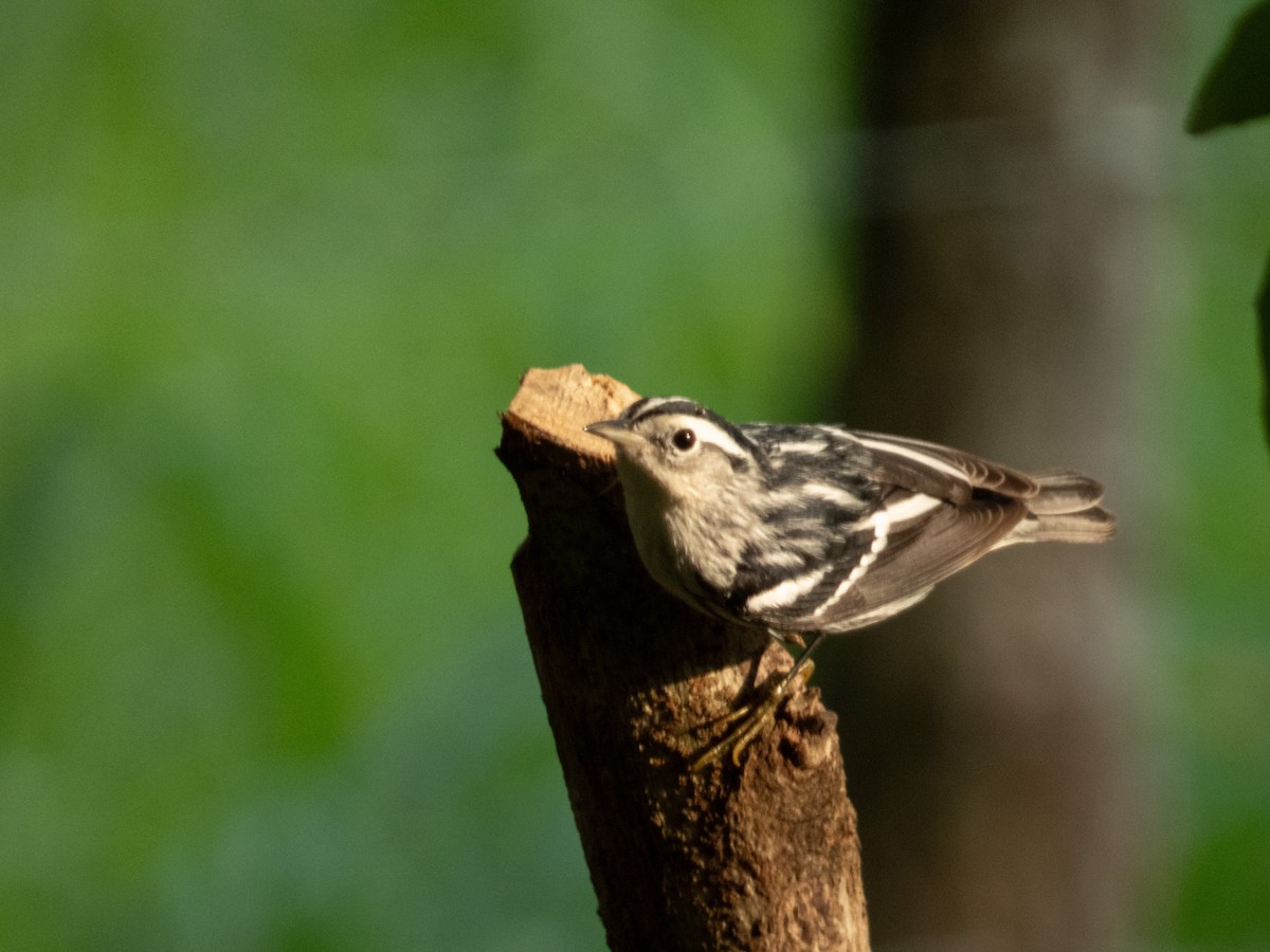 Black-and-white Warbler - ML646646198