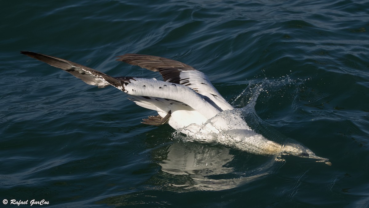 Alcatraz Atlántico - ML646646199