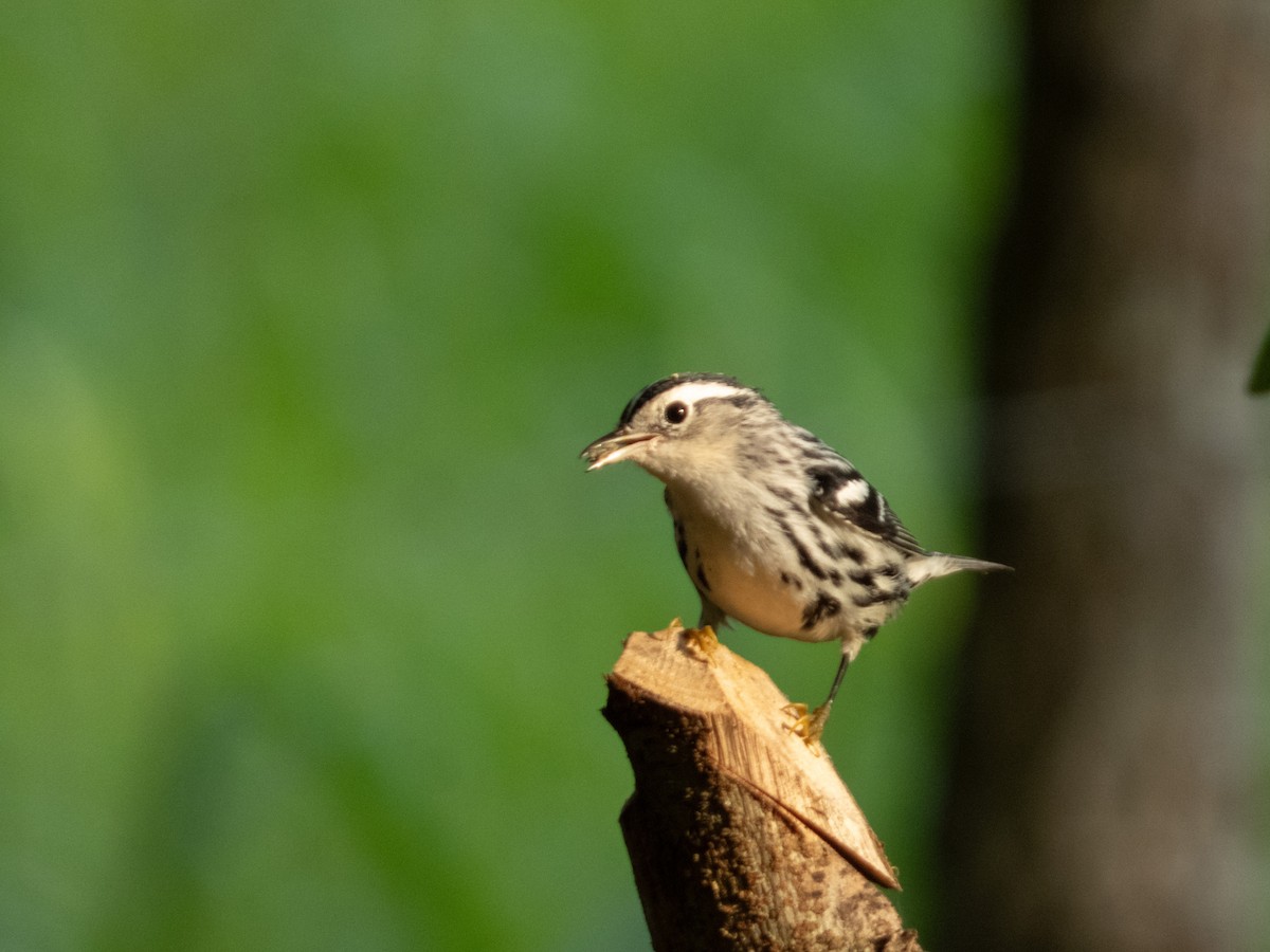 Black-and-white Warbler - ML646646200