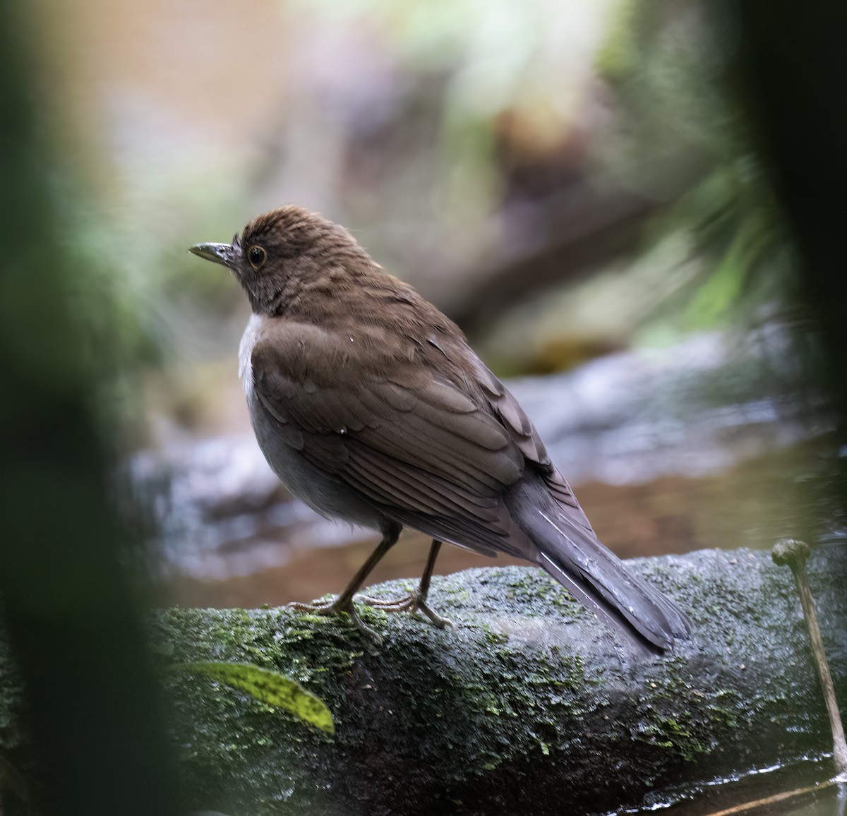 White-necked Thrush - ML646646201