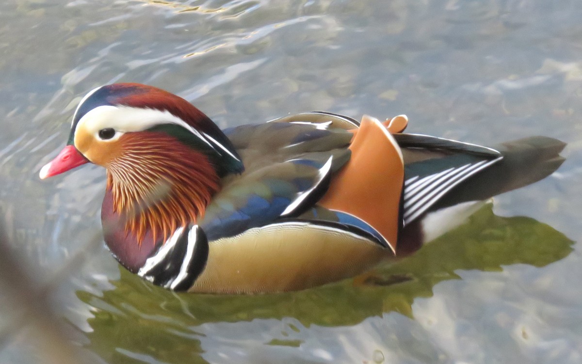 Mandarin Duck - ML646646202