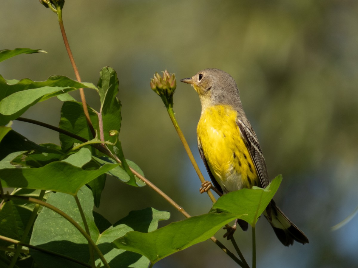 Magnolia Warbler - ML646646203