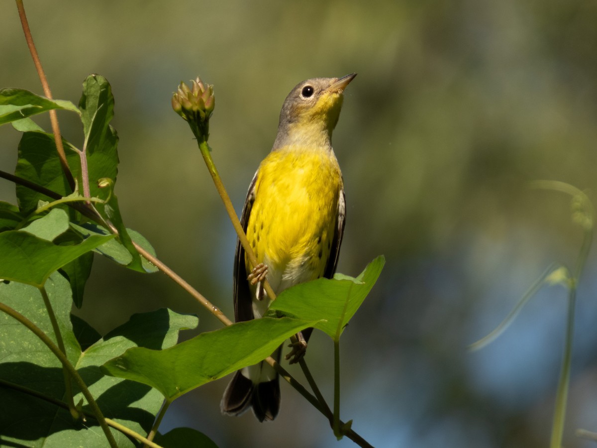Magnolia Warbler - ML646646204