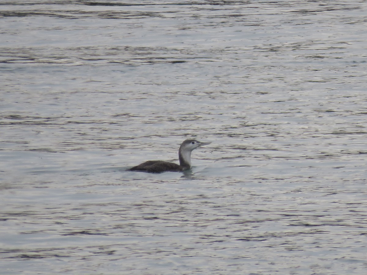 Strolaga minore - ML646646205