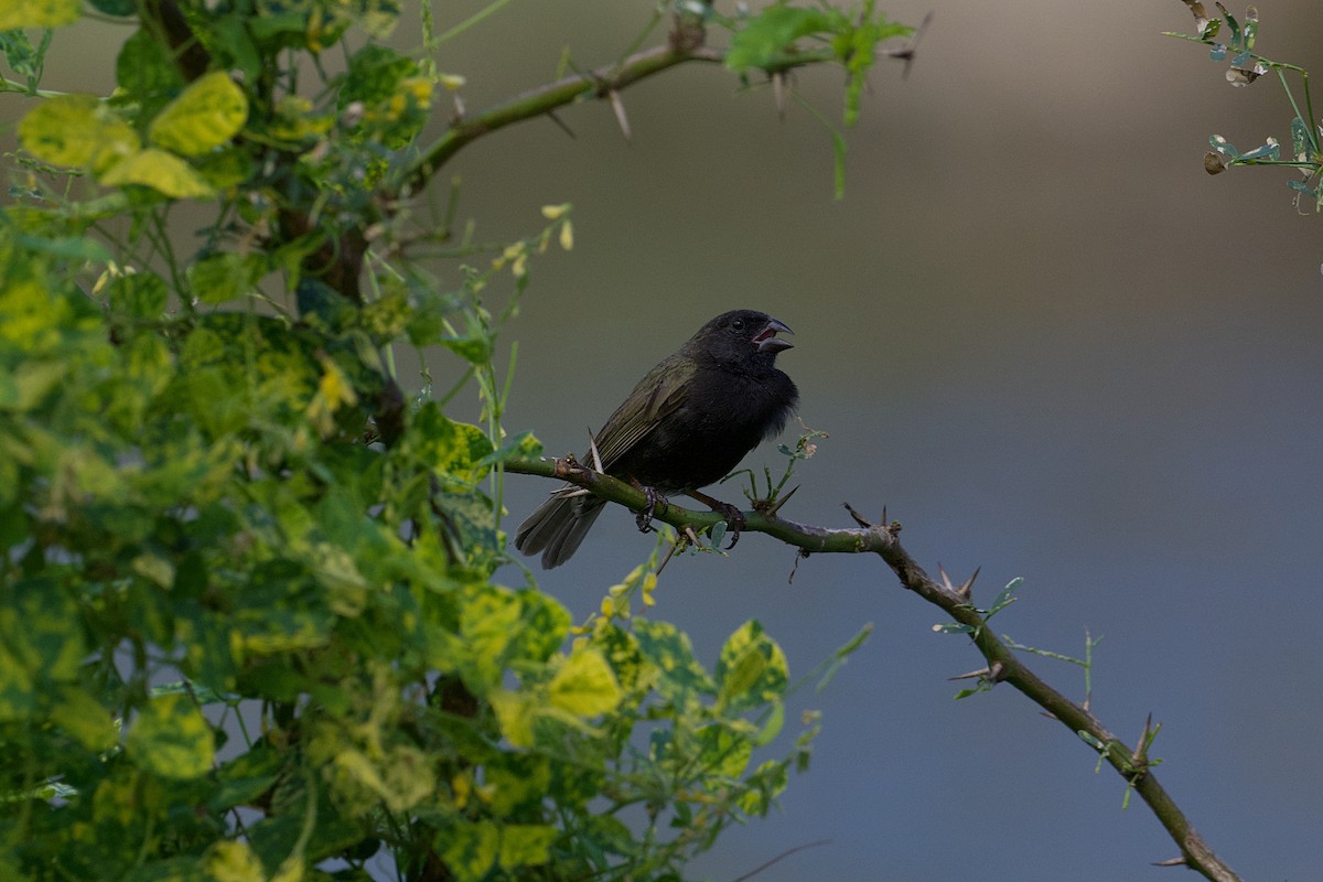 Black-faced Grassquit - ML646646206